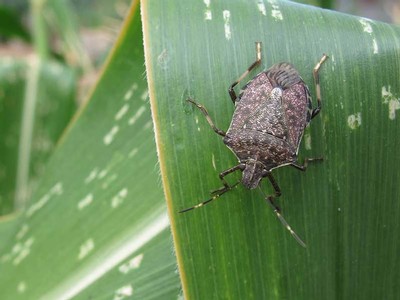 Brown Marmorated Stink Bug