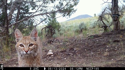 A bobcat in the wilderness, as seen on a trail camera.