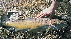 brown trout