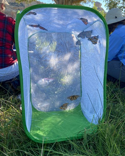 Butterflies in a temporary enclosure