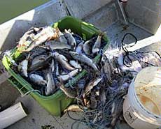 a tub of Utah chub on a boat