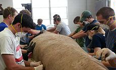USU students make a mold for a concrete canoe