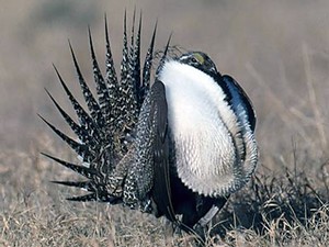 a mal Greater sage-grouse