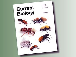 the cover of the journal Current Biology