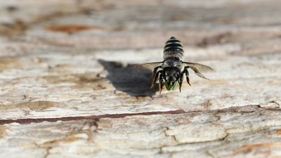 Leaf-cutter bee
