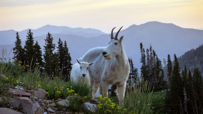 Goats on a mountain ridge.