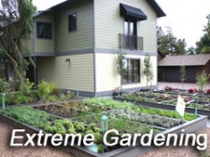 Landscape area at the makeover house