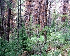tree damage in Spanish Fork Canyon