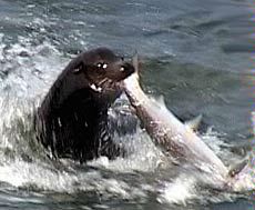 photo illustration, sea lion with salmon