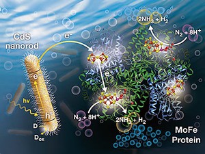 Illustration of light-driven dinitrogen reduction