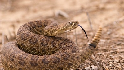 Great Basin Rattlesnake.
