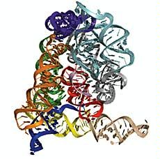 crystal structure of a Group II Intron