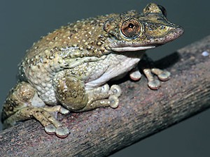 a Brazillian yellow-skinned tree frog