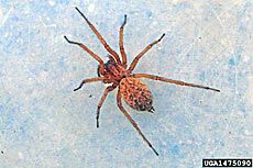 photo, Hobo spider