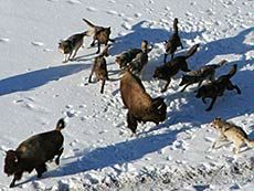wolves surround two bison in Yellowstone Park