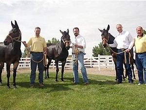researchers with equine clones