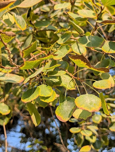 Leaves with the edges turning brown.