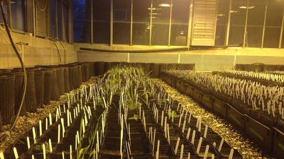 plants growing in greenhouse environment