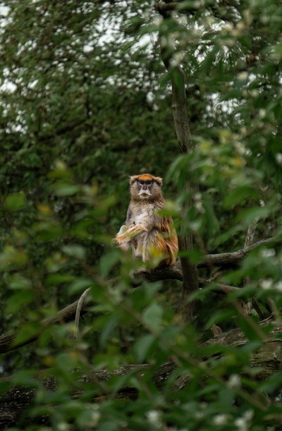 A monkey in a tree.