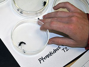 bullbug research samples in a lab