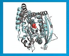 enzyme model
