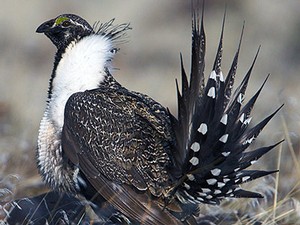 a male sage-grouse