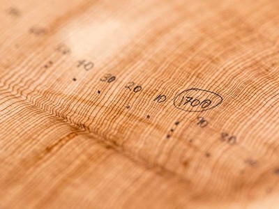 tree rings
