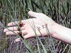 native wetlands plants