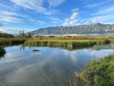 A wetland landscape.