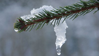 Snow melts off a fir bough.