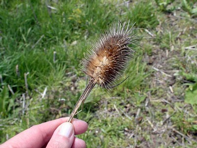 A teasel inflorescence