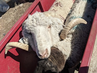 Rams at Broadbent Ranch.