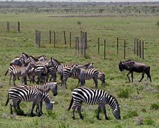zebra illustration for Peter Adler grasslands biodiversity research
