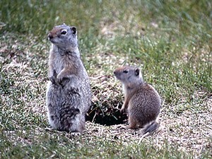 photo of a Uinta Ground Squirrel