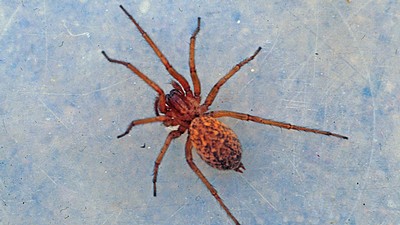Hobo Spider.