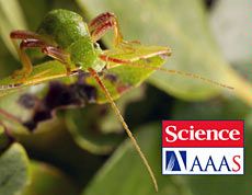 graphic illustration for 'Science' magazine stick insect article