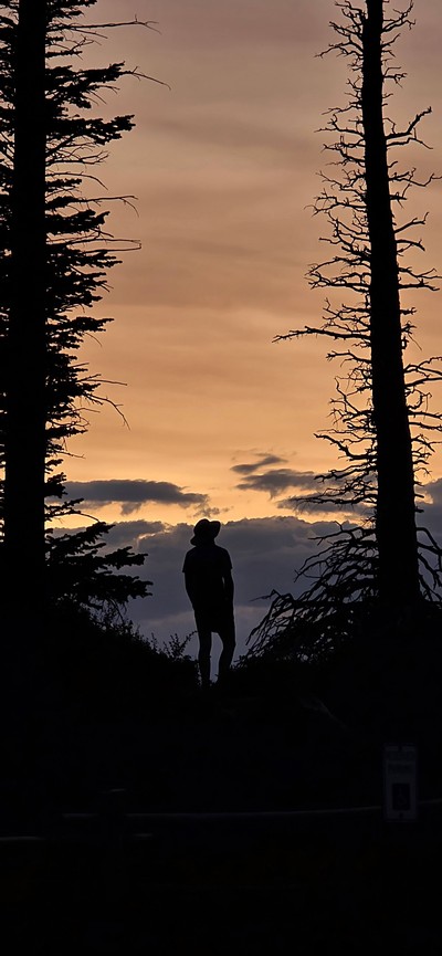 A person standing between two trees at sunset.