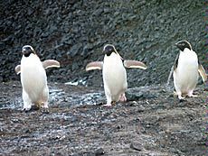 penguins at Antarctica's Ross Island