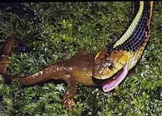 garter snake eating a newt