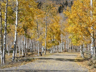 Pando Grove in fall foliage