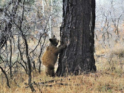 bear cub next to a tree