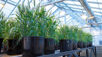 plants in a greenhouse.