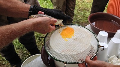 Biologist combine eggs and milt to artificially reproduce Bonneville cutthroat.