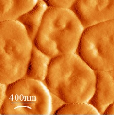 cell structure