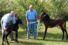 Two cloned mules with researchers