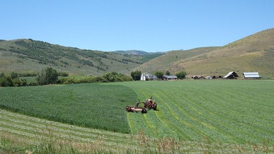 Farmer drives a tractor through an alfalfa field.