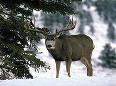 Protection of Utah's Open Space the Topic of Recent Study