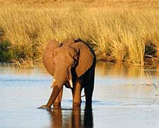 an African elephant