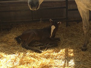 foal lying in hay