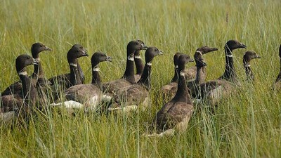 Geese in the grass.